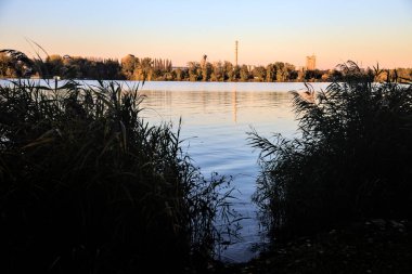 Kışın gün batımında nehir kenarındaki sazlıklar