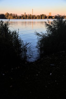 Kışın gün batımında nehir kenarındaki sazlıklar