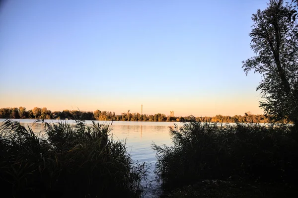 Rieten Aan Rivier Bij Zonsondergang Winter — Stockfoto