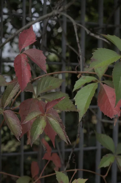 Red Ivy Growing Metal Fence — Stock Photo, Image