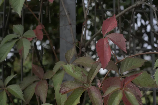 Red Ivy Growing Metal Fence — Stock Photo, Image