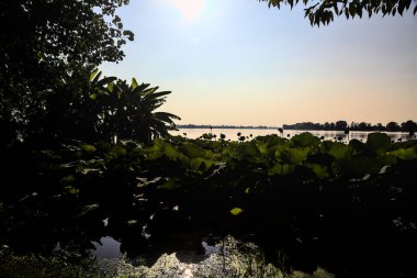 Gün batımında bir gölün kıyısındaki nilüfer bitkileri.