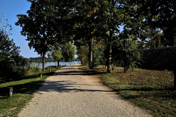 Gravel Path Bordered Trees Shore Lake — Stockfoto