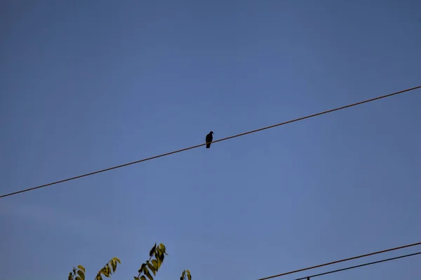 Turtledove Ένα Σύρμα Φόντο Τον Ουρανό — Φωτογραφία Αρχείου