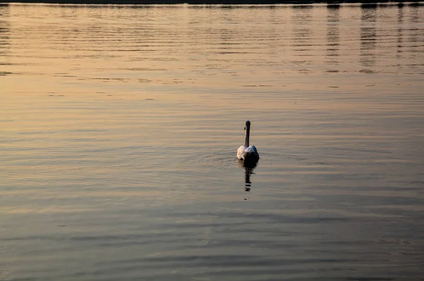 Schwan Schwimmt Bei Sonnenuntergang Auf Einem See — Stockfoto