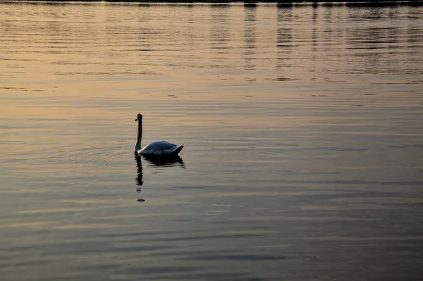 Schwan Schwimmt Bei Sonnenuntergang Auf Einem See — Stockfoto