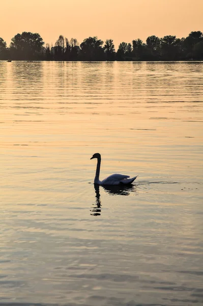 夕阳西下时天鹅在湖上飘浮 — 图库照片