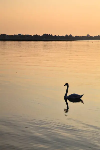 Schwan Schwimmt Bei Sonnenuntergang Auf Einem See — Stockfoto