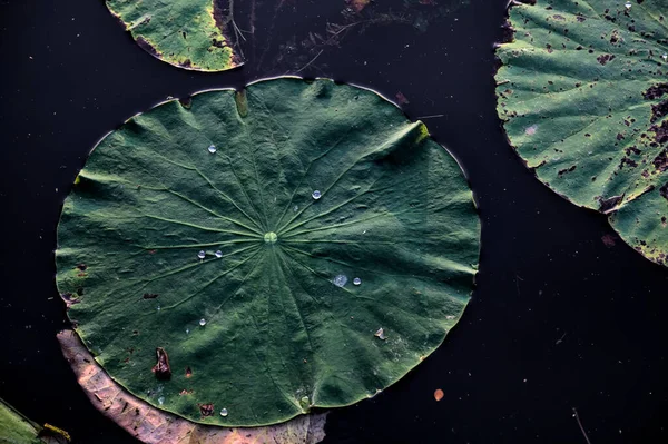 Lotus Leaves Water — Stock Photo, Image