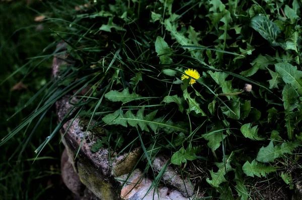 Dandelion Growing Top Closed Well — Foto Stock