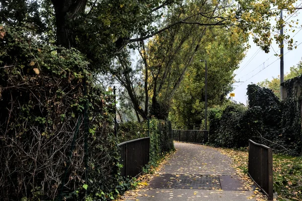 Kışın bulutlu bir günde ağaçlarla çevrili bir gölün kıyısındaki çakıl yolu.