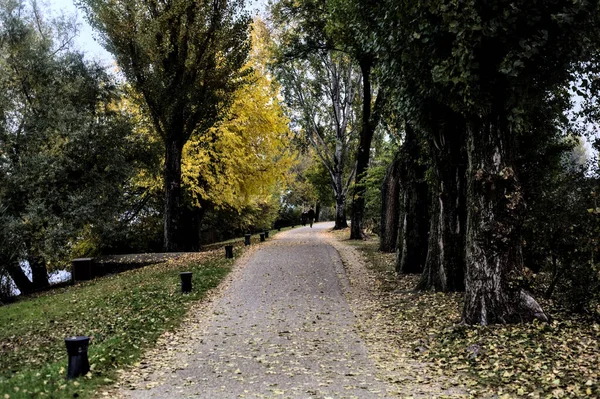 Gravel Path Shore Lake Bordered Trees Cloudy Day Winter — Fotografia de Stock