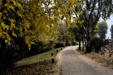 Kışın bulutlu bir günde ağaçlarla çevrili bir gölün kıyısındaki çakıl yolu.
