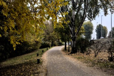 Kışın bulutlu bir günde ağaçlarla çevrili bir gölün kıyısındaki çakıl yolu.
