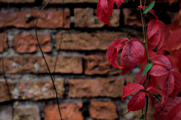 Roter Efeu Auf Einer Ziegelmauer — Stockfoto