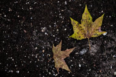 Yere düşen akçaağaç yaprakları