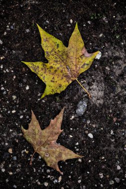 Yere düşen akçaağaç yaprakları