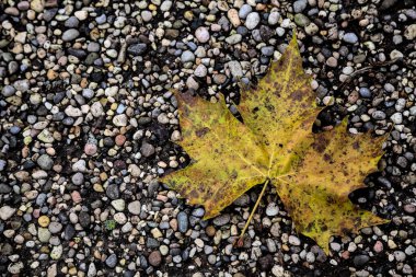 Yere düşen akçaağaç yaprakları