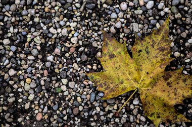 Yere düşen akçaağaç yaprakları