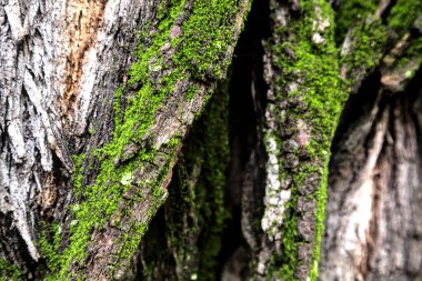Bulutlu bir günde bir ağacın gövdesinde yosun var. Yakından görülüyor.