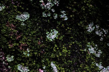 Bulutlu bir günde bir ağacın gövdesinde yosun var. Yakından görülüyor.