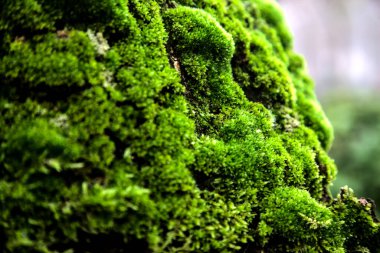 Bulutlu bir günde bir ağacın gövdesinde yosun var. Yakından görülüyor.