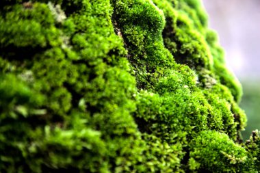 Bulutlu bir günde bir ağacın gövdesinde yosun var. Yakından görülüyor.