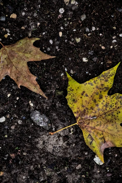 Yere Düşen Akçaağaç Yaprakları — Stok fotoğraf