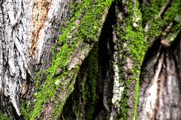 Muschio Sul Tronco Albero Una Giornata Nuvolosa Visto Vicino — Foto Stock