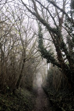 Sisli bir günde tepesinde ağaçlar olan bir ormanda toprak yol.