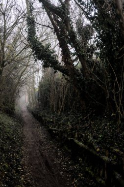 Sisli bir günde tepesinde ağaçlar olan bir ormanda toprak yol.