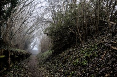 Sisli bir günde tepesinde ağaçlar olan bir ormanda toprak yol.