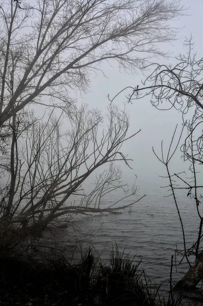 Bent Tree Shore River Foggy Day Winter — Stockfoto