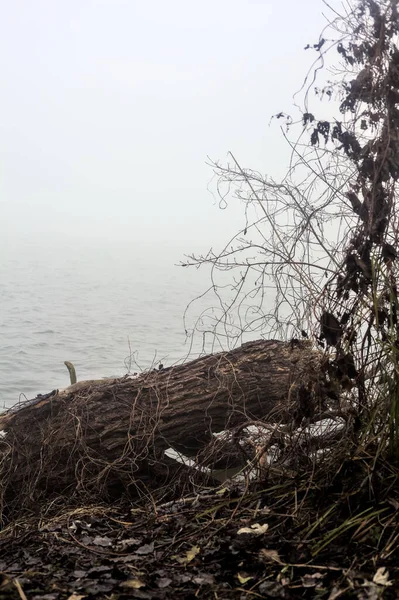 Sisli Bir Günde Nehir Kıyısında Bir Ağaç Gövdesi — Stok fotoğraf