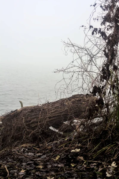 Tree Trunk Shore River Foggy Day — Stockfoto