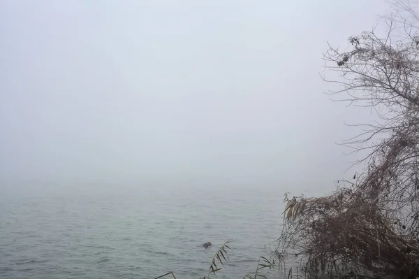 Aan Kust Van Een Rivier Met Kale Bomen Een Mistige — Stockfoto