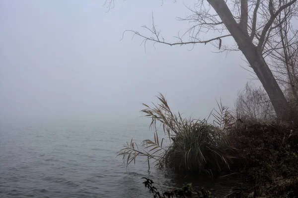 Bent Tree Shore River Foggy Day Winter — Stockfoto