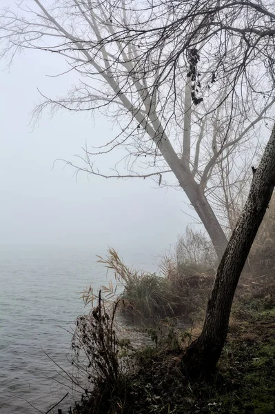 Bent Tree Shore River Foggy Day Winter — Stockfoto