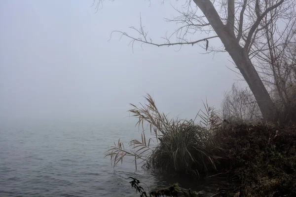 Bent Tree Shore River Foggy Day Winter — Stockfoto