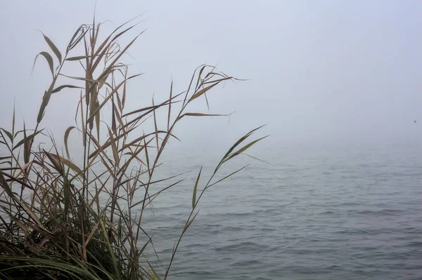 Берег Реки Туманный День — стоковое фото