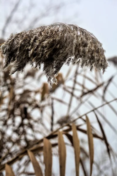 Top Cane Cloudy Sky Background Covered Frost Foggy Day — Stock fotografie