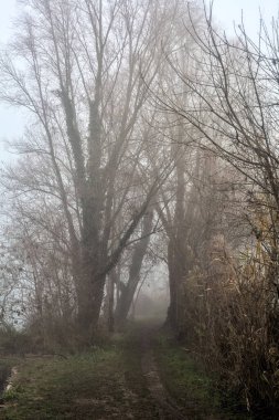 İtalya 'nın kışın kırsalında sisli bir günde nehir kıyısındaki bir parkta yol.