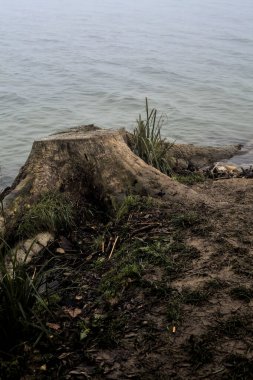Sisli bir günde nehir kıyısında ağaç kütüğü.