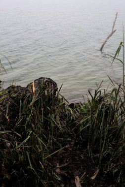 Sisli bir günde nehir kıyısında ağaç kütüğü.