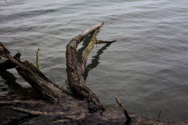 Sisli bir günde, bir nehirde dalmış ve çıplak bir ağaç.