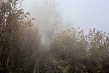 İtalya 'nın kışın kırsalında sisli bir günde nehir kıyısındaki bir parkta yol.