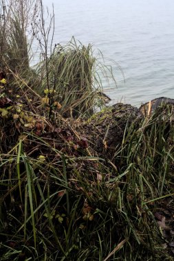 Sisli bir günde bir nehrin kıyısında