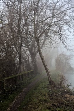 İtalya 'nın kışın kırsalında sisli bir günde nehir kıyısındaki bir parkta yol.