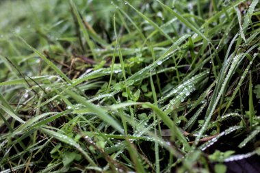 Üzerinde çiy damlaları olan çimen yaprakları yakından görülüyor.