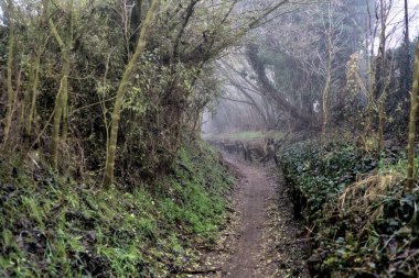 Sisli bir günde tepesinde ağaçlar olan bir ormanda toprak yol.